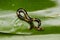Hammerhead worm on green leaf