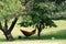 The hammock and the bike under a big tree