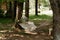 Hammock hanging in the forest camp. Outdoor recreation area. Selective focus