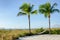 Hammock hanging between tall palm trees