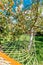 Hammock Hanging Under Apple Tree With Red Apples In Yard Of The Rural House.