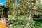 Hammock Hanging Under Apple Tree With Red Apples In Yard Of The Rural House.