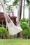 Hammock hung on palm trees for relax vacation