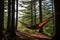 a hammock hung between two trees in forest