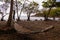 A hammock between the trees on the beach