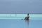 Hammock in water and girl in Maldives and infinity pool