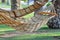 Hammocks tied to trees