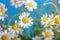 Ð¡hamomile Matricaria recutita, blooming spring flowers on a blue background