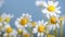Ð¡hamomile Matricaria recutita, blooming spring flowers on gray background