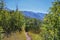 Hamongog hiking trail views Lone Peak Wilderness, Wasatch Front Rocky Mountains, Alpine, Utah.
