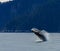 Hampback Whale breaching..