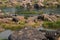 Hampi village Tungabhadra river meadow. Landscape with water, palm, rock, stones. India, Karnataka