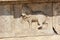 Hampi Vittala Temple wall carving of a decorated horse marching