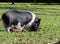 Hampshire pig on the grass in Florida farm, closeup