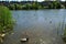 Hampstead Heath park has thirty ponds with wildlife and people can also swim in West London England