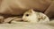 Hamster animal cute hiding pillow