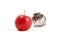 Hamster and apple