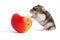 Hamster and apple