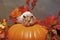 Hamster Atop a Pumpkin