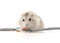 Hamster biting a cable