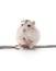 Hamster biting a cable