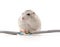 Hamster biting a cable