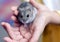 Hamster on child\'s hand