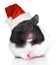 Hamster in Christmas hat on a white background