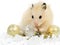 Hamster with christmas toys