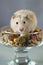 Hamster among colored Food for rodents on a gray background