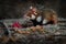 Hamster, Cricetus cricetus, stone tombstone cemetery, Vienna, Austria. Brown and white Black-bellied hamster, front view portrait