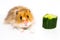 Hamster (Cricetus) with cucumber