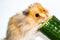 Hamster (Cricetus) eating cucumber