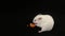 Hamster eat carrots. On a black background.