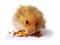 Hamster eating