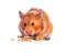 Hamster. Eating little cute pet