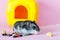 hamster eats feed near his house on pink background