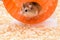 Hamster enthusiasts treadmill