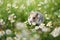 Hamster on the grass created with ai