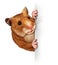 Hamster Holding A Blank Card