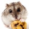 Hamster holding a old banana