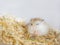hamster holding a straw in its paws, small rodent, pet, pet store, animal behavior, sound sleep, desert animal