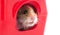Hamster inside a red plastic pets house