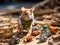 Hamster inspects toy construction site wearing safety gear