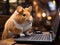 Hamster intensely using laptop