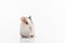 Hamster with lifted pad on white background.