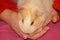 Hamster little animal white on the hands of child