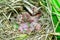 Hamster nest close-up. Many small hamsters in the nest