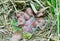 Hamster nest close-up. Many small hamsters in the nest