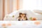 hamster peeking out from fluffy cotton bedding